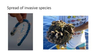 16
Spread of invasive species
 