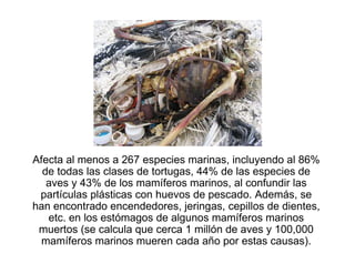Afecta al menos a 267 especies marinas, incluyendo al 86%
  de todas las clases de tortugas, 44% de las especies de
   aves y 43% de los mamíferos marinos, al confundir las
 partículas plásticas con huevos de pescado. Además, se
han encontrado encendedores, jeringas, cepillos de dientes,
   etc. en los estómagos de algunos mamíferos marinos
 muertos (se calcula que cerca 1 millón de aves y 100,000
  mamíferos marinos mueren cada año por estas causas).
 