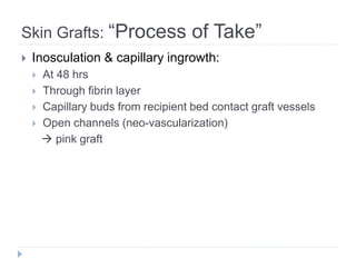 Skin Grafts: “Process of Take”
 Inosculation & capillary ingrowth:
 At 48 hrs
 Through fibrin layer
 Capillary buds from recipient bed contact graft vessels
 Open channels (neo-vascularization)
 pink graft
 
