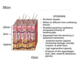 Skin
EPIDERMIS
 No blood vessels.
 Relies on diffusion from underlying
tissues.
 Stratified squamous epithelium
composed primarily of
keratinocytes.
 Separated from the dermis by a
basement membrane.
 protective barrier (against
mechanical damage, microbe
invasion, & water loss)
 high regenerative capacity
 Producer of skin appendages
(hair, nails, sweat & sebaceous
glands)
 