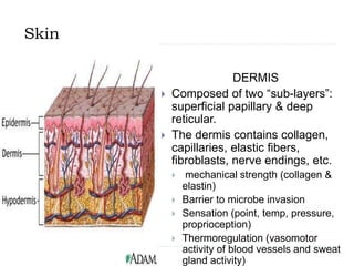 Skin
DERMIS
 Composed of two “sub-layers”:
superficial papillary & deep
reticular.
 The dermis contains collagen,
capillaries, elastic fibers,
fibroblasts, nerve endings, etc.
 mechanical strength (collagen &
elastin)
 Barrier to microbe invasion
 Sensation (point, temp, pressure,
proprioception)
 Thermoregulation (vasomotor
activity of blood vessels and sweat
gland activity)
 