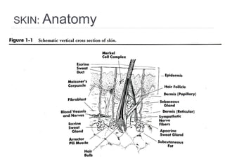 SKIN: Anatomy
 