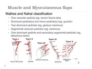 Muscle and Myocutaneous flaps
Mathes and Nahai classification
 One vascular pedicle (eg, tensor fascia lata)
 Dominant pedicle(s) and minor pedicle(s) (eg, gracilis)
 Two dominant pedicles (eg, gluteus maximus)
 Segmental vascular pedicles (eg, sartorius)
 One dominant pedicle and secondary segmental pedicles (eg,
latissimus dorsi)
 
