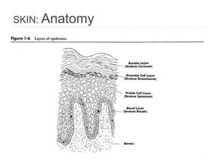 SKIN: Anatomy
 