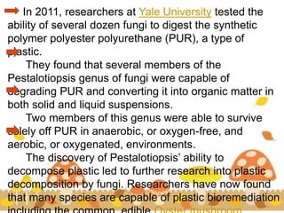 In 2011, researchers at Yale University tested the
ability of several dozen fungi to digest the synthetic
polymer polyester polyurethane (PUR), a type of
plastic.
They found that several members of the
Pestalotiopsis genus of fungi were capable of
degrading PUR and converting it into organic matter in
both solid and liquid suspensions.
Two members of this genus were able to survive
solely off PUR in anaerobic, or oxygen-free, and
aerobic, or oxygenated, environments.
The discovery of Pestalotiopsis’ ability to
decompose plastic led to further research into plastic
decomposition by fungi. Researchers have now found
that many species are capable of plastic bioremediation
 