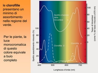 le clorofille
presentano un
minimo di
assorbimento
nella regione del
verde.


Per le piante, la
luce
monocromatica
di questo
colore equivale
a buio
completo
 