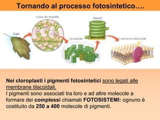 Tornando al processo fotosintetico….




Nei cloroplasti i pigmenti fotosintetici sono legati alle
membrane tilacoidali.
I pigmenti sono associati tra loro e ad altre molecole a
formare dei complessi chiamati FOTOSISTEMI: ognuno è
costituito da 250 a 400 molecole di pigmenti.
 