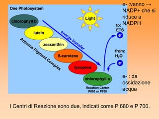 e- :vanno →
                                               NADP+ che si
                                               riduce a
                                               NADPH




                                               e- : da
                                               ossidazione
                                               acqua


I Centri di Reazione sono due, indicati come P 680 e P 700.
 
