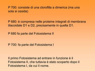 P 700: consiste di una clorofilla a dimerica (ma una
sola si ossida)


P 680: è compresa nelle proteine integrali di membrana
tilacoidale D1 e D2, precisamente in quella D1.

P 680 fa parte del Fotosistema II


P 700: fa parte del Fotosistema I



Il primo Fotosistema ad entrare in funzione è il
Fotosistema II, che tuttavia è stato scoperto dopo il
Fotosistema I, da cui il nome.
 