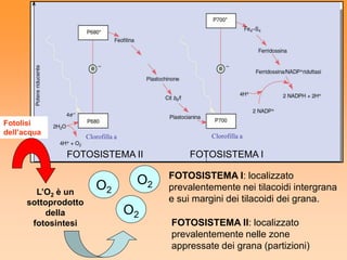 Fotolisi
dell’acqua                                           Clorofilla a
                      Clorofilla a

               FOTOSISTEMA II                   FOTOSISTEMA I

                                           FOTOSISTEMA I: localizzato
                         O2           O2   prevalentemente nei tilacoidi intergrana
        L’O2 è un
      sottoprodotto                        e sui margini dei tilacoidi dei grana.
           della                     O2
       fotosintesi                         FOTOSISTEMA II: localizzato
                                           prevalentemente nelle zone
                                           appressate dei grana (partizioni)
 