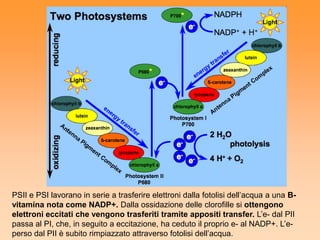PSII e PSI lavorano in serie a trasferire elettroni dalla fotolisi dell’acqua a una B-
vitamina nota come NADP+. Dalla ossidazione delle clorofille si ottengono
elettroni eccitati che vengono trasferiti tramite appositi transfer. L’e- dal PII
passa al PI, che, in seguito a eccitazione, ha ceduto il proprio e- al NADP+. L’e-
perso dal PII è subito rimpiazzato attraverso fotolisi dell’acqua.
 