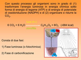 Con questo processo gli organismi sono in grado di (1)
  trasformare l’energia luminosa in energia chimica sotto
  forma di energia di legame (ATP) e di energia di potenziale
  di ossidoriduzione (NADPH) e di (2) organicare e ridurre la
  CO2.

                      luce (h)
     6 CO2 + 6 H2O                 C6H12O6 + 6O2 (-684 kcal)
                      clorofilla



Consta di due fasi:

1) Fase luminosa (o fotochimica)

2) Fase di carbonificazione
 