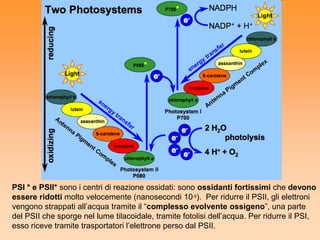 PSI * e PSII* sono i centri di reazione ossidati: sono ossidanti fortissimi che devono
essere ridotti molto velocemente (nanosecondi 10-9). Per ridurre il PSII, gli elettroni
vengono strappati all’acqua tramite il “complesso evolvente ossigeno”, una parte
del PSII che sporge nel lume tilacoidale, tramite fotolisi dell’acqua. Per ridurre il PSI,
esso riceve tramite trasportatori l’elettrone perso dal PSII.
 