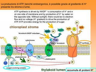 La produzione di ATP, benchè endoergonica, è possibile grazie al gradiente di H+
presente tra stroma e lume.




                                                             accumulo di protoni H+
 