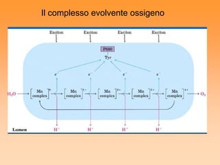 Il complesso evolvente ossigeno
 