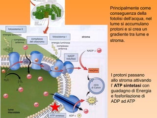Principalmente come
conseguenza della
fotolisi dell’acqua, nel
lume si accumulano
protoni e si crea un
gradiente tra lume e
stroma.




I protoni passano
allo stroma attivando
l’ ATP sintetasi con
guadagno di Energia
e fosforilazione di
ADP ad ATP
 