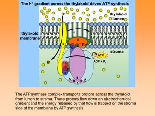 The ATP synthase complex transports protons across the thylakoid
from lumen to stroma. These protons flow down an electrochemical
gradient and the energy released by that flow is trapped on the stroma
side of the membrane by ATP synthesis.
 
