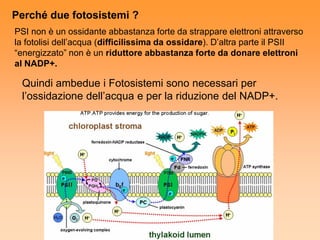 Perché due fotosistemi ?
PSI non è un ossidante abbastanza forte da strappare elettroni attraverso
la fotolisi dell’acqua (difficilissima da ossidare). D’altra parte il PSII
“energizzato” non è un riduttore abbastanza forte da donare elettroni
al NADP+.

 Quindi ambedue i Fotosistemi sono necessari per
 l’ossidazione dell’acqua e per la riduzione del NADP+.
 