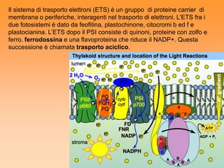 Il sistema di trasporto elettroni (ETS) è un gruppo di proteine carrier di
membrana o periferiche, interagenti nel trasporto di elettroni. L’ETS fra i
due fotosistemi è dato da feofitina, plastochinone, citocromi b ed f e
plastocianina. L’ETS dopo il PSI consiste di quinoni, proteine con zolfo e
ferro, ferrodossina e una flavoproteina che riduce il NADP+. Questa
successione è chiamata trasporto aciclico.
 