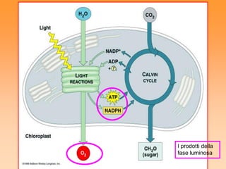 I prodotti della
fase luminosa
 