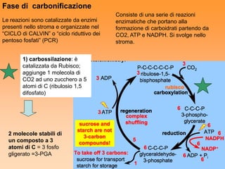 Fase di carbonificazione
                                           Consiste di una serie di reazioni
Le reazioni sono catalizzate da enzimi     enzimatiche che portano alla
presenti nello stroma e organizzate nel    formazione di carboidrati partendo da
“CICLO di CALVIN” o “ciclo riduttivo dei   CO2, ATP e NADPH. Si svolge nello
pentoso fosfati” (PCR)                     stroma.


        1) carbossilazione: è
        catalizzata da Rubisco;
        aggiunge 1 molecola di
        CO2 ad uno zucchero a 5
        atomi di C (ribulosio 1,5
        difosfato)




  2 molecole stabili di
  un composto a 3
  atomi di C = 3 fosfo
  gligerato =3-PGA
 
