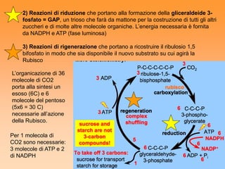 2) Reazioni di riduzione che portano alla formazione della gliceraldeide 3-
    fosfato = GAP, un trioso che farà da mattone per la costruzione di tutti gli altri
    zuccheri e di molte altre molecole organiche. L’energia necessaria è fornita
    da NADPH e ATP (fase luminosa)

    3) Reazioni di rigenerazione che portano a ricostruire il ribulosio 1,5
    bifosfato in modo che sia disponibile il nuovo substrato su cui agirà la
    Rubisco

L’organicazione di 36
molecole di CO2
porta alla sintesi un
esoso (6C) e 6
molecole del pentoso
(5x6 = 30 C)
necessarie all’azione
della Rubisco.

Per 1 molecola di
CO2 sono necessarie:
3 molecole di ATP e 2
di NADPH
 