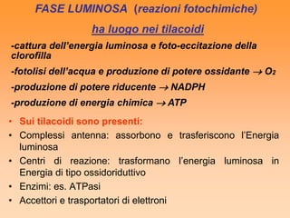 FASE LUMINOSA (reazioni fotochimiche)
                  ha luogo nei tilacoidi
-cattura dell’energia luminosa e foto-eccitazione della
clorofilla
-fotolisi dell’acqua e produzione di potere ossidante  O2
-produzione di potere riducente  NADPH
-produzione di energia chimica  ATP
• Sui tilacoidi sono presenti:
• Complessi antenna: assorbono e trasferiscono l’Energia
  luminosa
• Centri di reazione: trasformano l’energia luminosa in
  Energia di tipo ossidoriduttivo
• Enzimi: es. ATPasi
• Accettori e trasportatori di elettroni
 