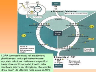+ Ribulosio-1,5- bifosfato




Il GAP può essere usato nel metabolismo
                                                       2 molecole di G3P
plastidiale (es. amido primario) o essere
esportato nel citosol mediante uno specifico
traslocatore dei trioso fosfati, inserito nella
membrana interna del cloroplasto, che scambia
i triosi con P (da utilizzare nella sintesi di ATP).
 
