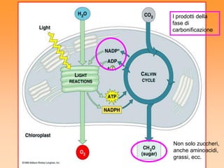 I prodotti della
fase di
carbonificazione




Non solo zuccheri,
anche aminoacidi,
grassi, ecc.
 