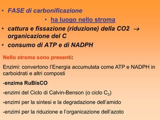 • FASE di carbonificazione
                • ha luogo nello stroma
• cattura e fissazione (riduzione) della CO2 
  organicazione del C
• consumo di ATP e di NADPH
Nello stroma sono presenti:
Enzimi: convertono l’Energia accumulata come ATP e NADPH in
carboidrati e altri composti
-enzima RuBisCO
-enzimi del Ciclo di Calvin-Benson (o ciclo C3)
-enzimi per la sintesi e la degradazione dell’amido
-enzimi per la riduzione e l’organicazione dell’azoto
 