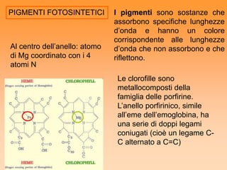 PIGMENTI FOTOSINTETICI         I pigmenti sono sostanze che
                               assorbono specifiche lunghezze
                               d’onda e hanno un colore
                               corrispondente alle lunghezze
Al centro dell’anello: atomo   d’onda che non assorbono e che
di Mg coordinato con i 4       riflettono.
atomi N
                               Le clorofille sono
                               metallocomposti della
    *
                               famiglia delle porfirine.
                               L’anello porfirinico, simile
                               all’eme dell’emoglobina, ha
                               una serie di doppi legami
                               coniugati (cioè un legame C-
                               C alternato a C=C)
 