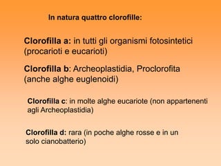 In natura quattro clorofille:


Clorofilla a: in tutti gli organismi fotosintetici
(procarioti e eucarioti)

Clorofilla b: Archeoplastidia, Proclorofita
(anche alghe euglenoidi)

 Clorofilla c: in molte alghe eucariote (non appartenenti
 agli Archeoplastidia)


Clorofilla d: rara (in poche alghe rosse e in un
solo cianobatterio)
 