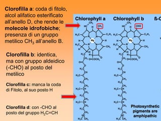 Clorofilla a: coda di fitolo,
alcol alifatico esterificato
all’anello D, che rende le
molecole idrofobiche;
presenza di un gruppo
metilico CH3 all’anello B.

Clorofilla b: identica,
ma con gruppo aldeidico
      *
(-CHO) al posto del
metilico
Clorofilla c: manca la coda
di Fitolo, al suo posto H


Clorofilla d: con -CHO al
posto del gruppo H2C=CH
 