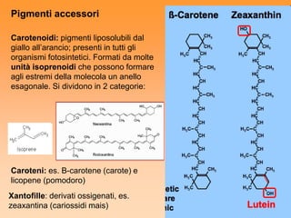 Pigmenti accessori

Carotenoidi: pigmenti liposolubili dal
giallo all’arancio; presenti in tutti gli
organismi fotosintetici. Formati da molte
unità isoprenoidi che possono formare
agli estremi della molecola un anello
esagonale. Si dividono in 2 categorie:




Caroteni: es. Β-carotene (carote) e
licopene (pomodoro)
Xantofille: derivati ossigenati, es.
zeaxantina (cariossidi mais)
 