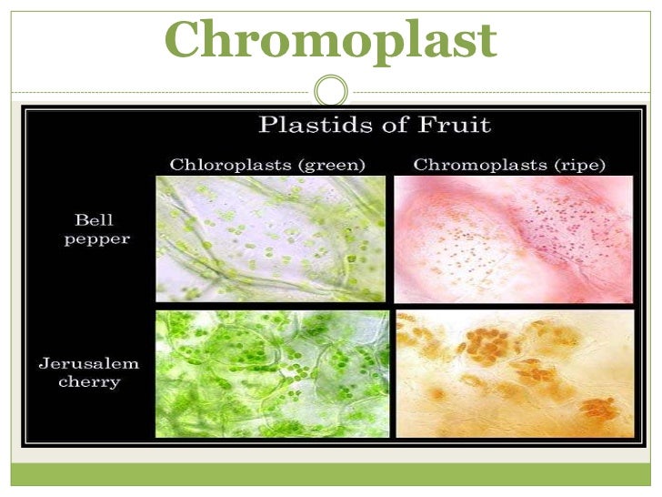 Plastids