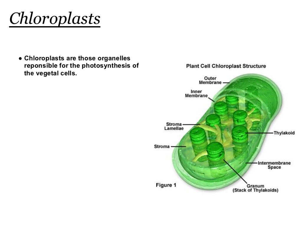 Plastids
