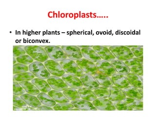 Chloroplasts…..
• In higher plants – spherical, ovoid, discoidal
or biconvex.
 