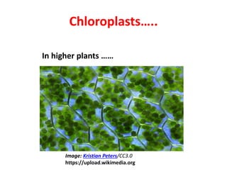 Chloroplasts…..
In higher plants ……
Image: Kristian Peters/CC3.0
https://upload.wikimedia.org
 