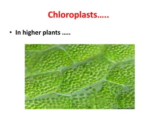 Chloroplasts…..
• In higher plants …..
 