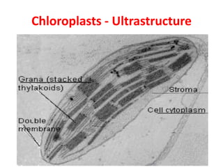 Chloroplasts - Ultrastructure
 