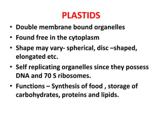PLASTIDS
• Double membrane bound organelles
• Found free in the cytoplasm
• Shape may vary- spherical, disc –shaped,
elong...