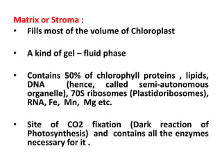 Matrix or Stroma :
• Fills most of the volume of Chloroplast
• A kind of gel – fluid phase
• Contains 50% of chlorophyll p...