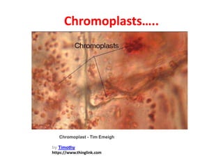 Chromoplasts…..
Chromoplast - Tim Emeigh
by Timothy
https://www.thinglink.com
 