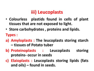 iii) Leucoplasts
• Colourless plastids found in cells of plant
tissues that are not exposed to light.
• Store carbohydrate...