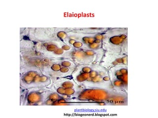 Elaioplasts
plantbiology,siu.edu
http://biogeonerd.blogspot.com
 