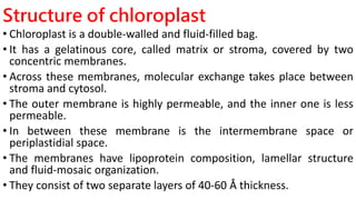 Structure of chloroplast
• Chloroplast is a double-walled and fluid-filled bag.
• It has a gelatinous core, called matrix or stroma, covered by two
concentric membranes.
• Across these membranes, molecular exchange takes place between
stroma and cytosol.
• The outer membrane is highly permeable, and the inner one is less
permeable.
• In between these membrane is the intermembrane space or
periplastidial space.
• The membranes have lipoprotein composition, lamellar structure
and fluid-mosaic organization.
• They consist of two separate layers of 40-60 Å thickness.
 