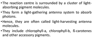 •The reaction centre is surrounded by a cluster of light-
absorbing pigment molecules.
•They form a light-gathering antenna system to absorb
photons.
•Hence, they are often called light-harvesting antenna
molecules.
•They include chlorophyll-a, chlorophyll-b, ß-carotenes
and other accessory pigments.
 