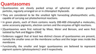 Quantasomes
• Quantasomes are closely packed arrays of spherical or oblate granular
particles, regularly arranged on or in chloroplast thylacoids.
• They are considered to be the smallest light harvesting photosynthetic units,
capable of carrying out photochemical reactions.
• In green plants, each of them contains nearly 200-400 chlorophyll-a molecules,
some accessory pigments, electron carriers and the enzymes of light reactions.
• [Quantasomes were first noticed by Moor, Weier and Benson, and were first
isolated by Park and Biggins-1964]
• Evidences suggest that at least two distinct classes of quantasomes are present,
namely the smaller ones on the membrane surface and the larger ones inside the
membrane.
• Functionally, the smaller and larger quantasomes are believed to represent
pigment systems (photosystems) I and II respectively.
 