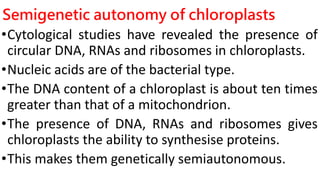Semigenetic autonomy of chloroplasts
•Cytological studies have revealed the presence of
circular DNA, RNAs and ribosomes in chloroplasts.
•Nucleic acids are of the bacterial type.
•The DNA content of a chloroplast is about ten times
greater than that of a mitochondrion.
•The presence of DNA, RNAs and ribosomes gives
chloroplasts the ability to synthesise proteins.
•This makes them genetically semiautonomous.
 