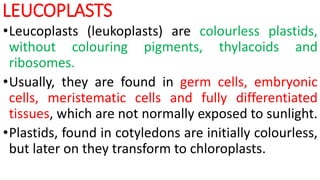 LEUCOPLASTS
•Leucoplasts (leukoplasts) are colourless plastids,
without colouring pigments, thylacoids and
ribosomes.
•Usually, they are found in germ cells, embryonic
cells, meristematic cells and fully differentiated
tissues, which are not normally exposed to sunlight.
•Plastids, found in cotyledons are initially colourless,
but later on they transform to chloroplasts.
 
